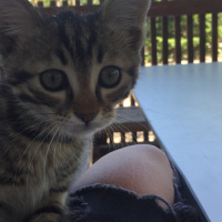Sarman, Kedi  Şiva fotoğrafı