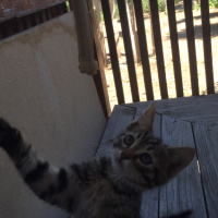 Sarman, Kedi  Şiva fotoğrafı