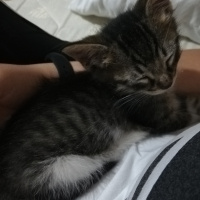 Tekir Kedi, Kedi  Şanslı fotoğrafı
