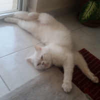 British Shorthair, Kedi  Haribo fotoğrafı