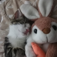 Tekir Kedi, Kedi  Milo fotoğrafı