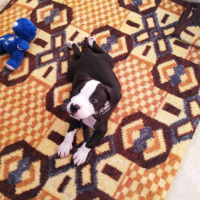 Amerikan Staffordshire Terrier, Köpek  Loco fotoğrafı