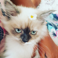 İran Kedisi (Persian), Kedi  Shila fotoğrafı