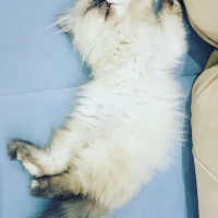 İran Kedisi (Persian), Kedi  Shila fotoğrafı
