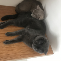 British Shorthair, Kedi  Kimyon & Kekik fotoğrafı