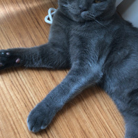 British Shorthair, Kedi  Kimyon & Kekik fotoğrafı