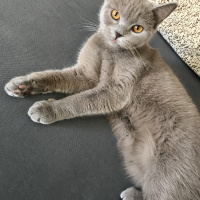 British Shorthair, Kedi  Kimyon & Kekik fotoğrafı