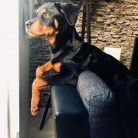 Rottweiler, Köpek  Lucy fotoğrafı