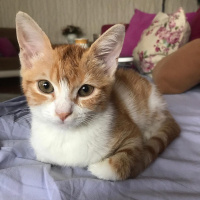 Tekir Kedi, Kedi  Balım fotoğrafı