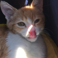 Tekir Kedi, Kedi  Balım fotoğrafı