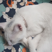 Tekir Kedi, Kedi  Behlül ve Pamuk fotoğrafı