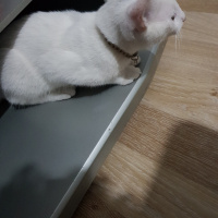 Tekir Kedi, Kedi  Behlül ve Pamuk fotoğrafı