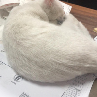 Tekir Kedi, Kedi  Behlül ve Pamuk fotoğrafı