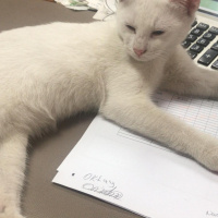 Tekir Kedi, Kedi  Behlül ve Pamuk fotoğrafı