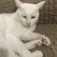 Tekir Kedi, Kedi  Pati fotoğrafı