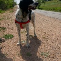 İngiliz Setter, Köpek  Max fotoğrafı