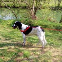 İngiliz Setter, Köpek  Max fotoğrafı