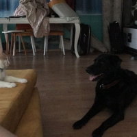 Labrador Retriever, Köpek  venüs fotoğrafı