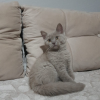 Scottish Fold, Kedi  SCOTTISH FOLD VE STRAIGHT YAVRULARIM fotoğrafı