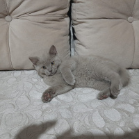 Scottish Fold, Kedi  SCOTTISH FOLD VE STRAIGHT YAVRULARIM fotoğrafı