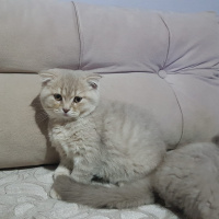 Scottish Fold, Kedi  SCOTTISH FOLD VE STRAIGHT YAVRULARIM fotoğrafı
