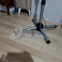 Scottish Fold, Kedi  SCOTTISH FOLD VE STRAIGHT YAVRULARIM fotoğrafı