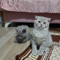 Scottish Fold, Kedi  SCOTTISH FOLD VE STRAIGHT YAVRULARIM fotoğrafı