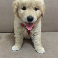 Golden Retriever, Köpek  Can fotoğrafı