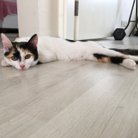 Tekir Kedi, Kedi  Leyla fotoğrafı