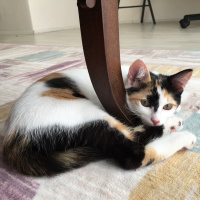 Tekir Kedi, Kedi  Leyla fotoğrafı
