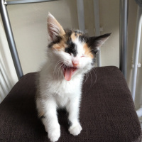 Tekir Kedi, Kedi  Leyla fotoğrafı