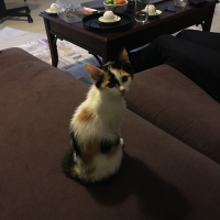 Tekir Kedi, Kedi  Leyla fotoğrafı