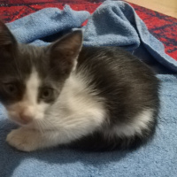 Tekir Kedi, Kedi  Duman fotoğrafı
