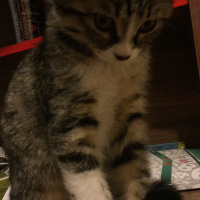 Tekir Kedi, Kedi  ROZY fotoğrafı