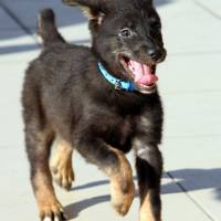 Labrador Retriever, Köpek  haydar fotoğrafı