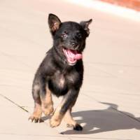 Labrador Retriever, Köpek  haydar fotoğrafı