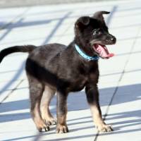 Labrador Retriever, Köpek  haydar fotoğrafı