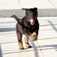 Labrador Retriever, Köpek  haydar fotoğrafı