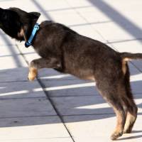 Labrador Retriever, Köpek  haydar fotoğrafı