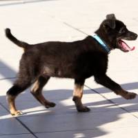 Labrador Retriever, Köpek  haydar fotoğrafı