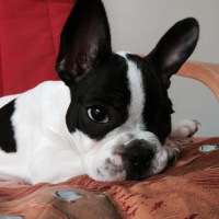 Fransız Bulldog, Köpek  Ceku fotoğrafı