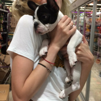 Fransız Bulldog, Köpek  Ceku fotoğrafı