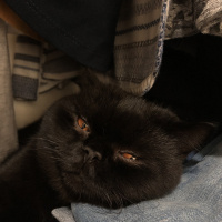 British Shorthair, Kedi  Baron fotoğrafı