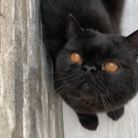 British Shorthair, Kedi  Baron fotoğrafı