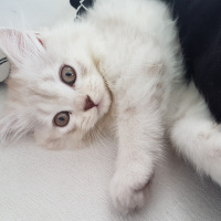 British Shorthair, Kedi  Adını siz verin fotoğrafı