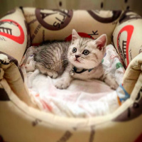 British Shorthair, Kedi  Duman fotoğrafı