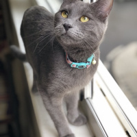 Mavi Rus, Kedi  misha fotoğrafı
