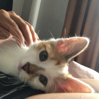 Tekir Kedi, Kedi  Pamuk fotoğrafı