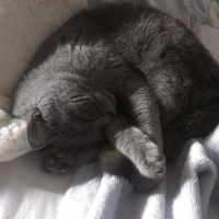British Shorthair, Kedi  Layla fotoğrafı