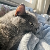 British Shorthair, Kedi  Layla fotoğrafı
